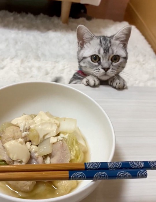 ご飯待ちの猫