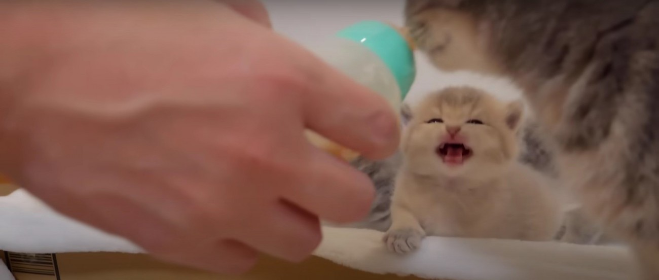 鳴いている子猫%％次は僕の番！