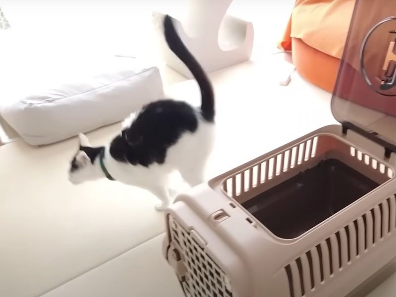キャリーから出る猫
