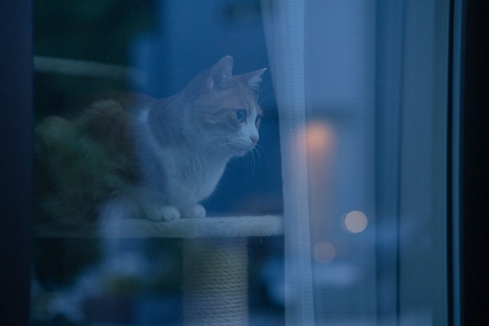 暗くなった外を眺める猫