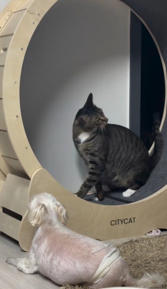 グルーミングする猫