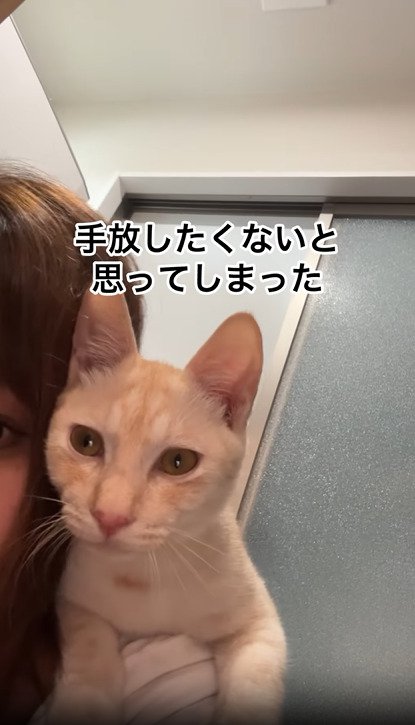 抱っこされる子猫