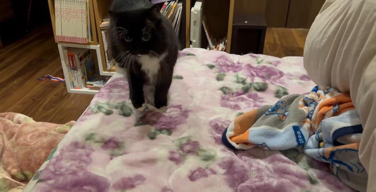 ベッドの上にいる猫