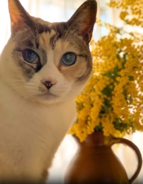 花の前にいる猫