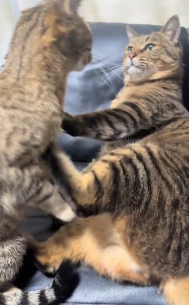 急に起き上がるベンガル猫とびびるキジトラ