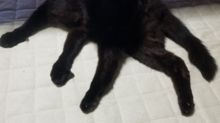 毛繕いしている猫