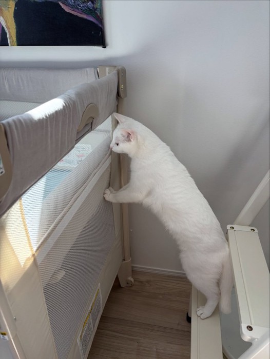 段に乗ってベビーベッドをのぞく猫