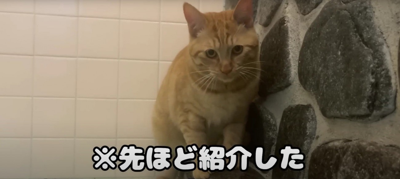 湯船の縁に座っている猫