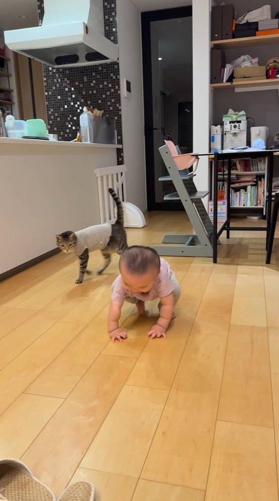 赤ちゃんのそばを歩いていく猫