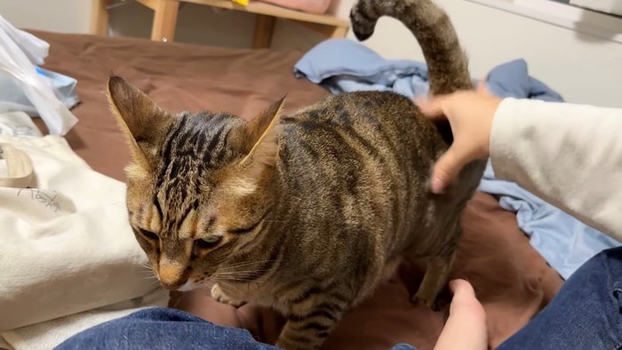 お尻を叩かれて尻尾が上がる猫