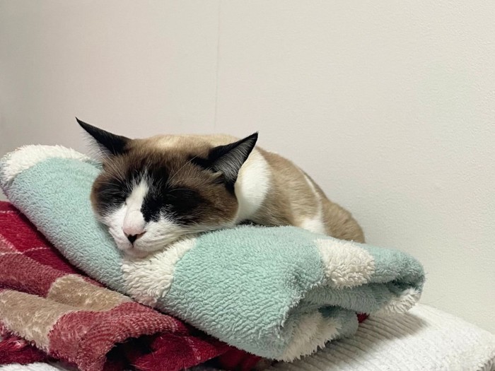 毛布の上でくつろぐ猫