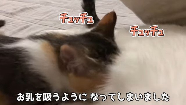 猫のお乳を吸う子猫