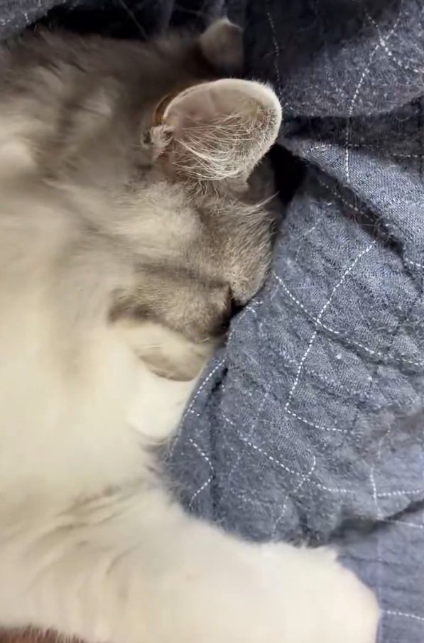 腕を掴む猫