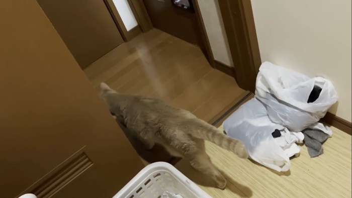 部屋を出ていく猫