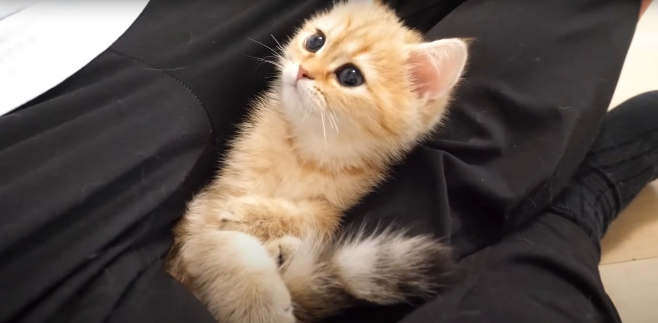 キュルキュルな目の猫