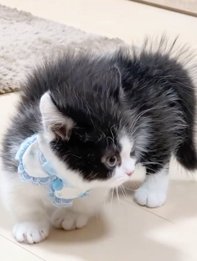 毛が逆立つ横向きの子猫