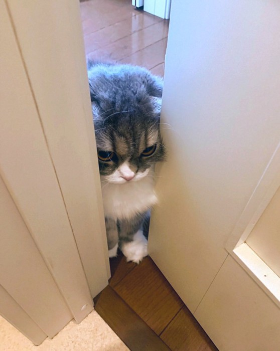 ドアに挟まる猫