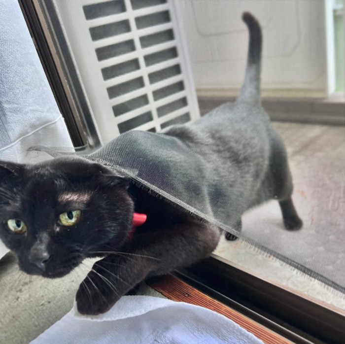 破れた網戸を潜って室内に入ろうとしている黒猫
