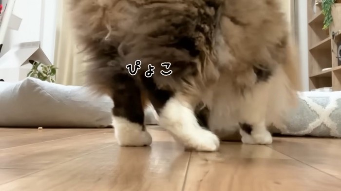 左側にぴょこっとする猫