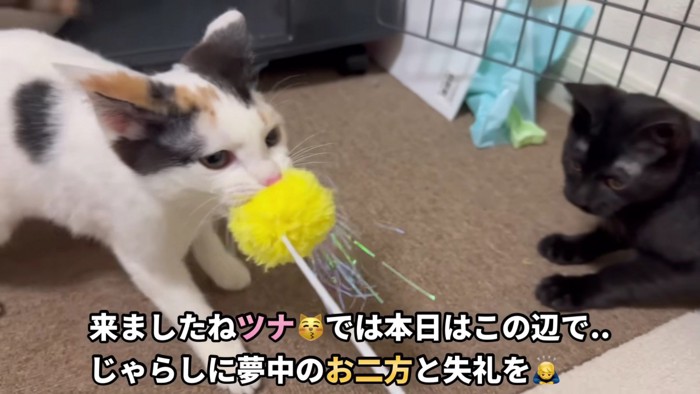 遊ぶ猫2匹