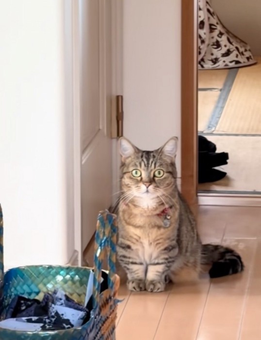 固まる猫
