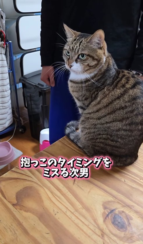 机の上にお座りをしている猫「抱っこのタイミングをミスる次男」