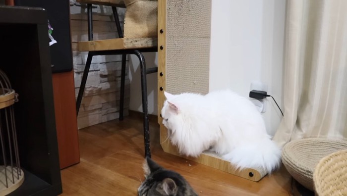 壁を見るシロちゃん