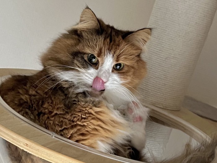 舌をぺろりと出す猫