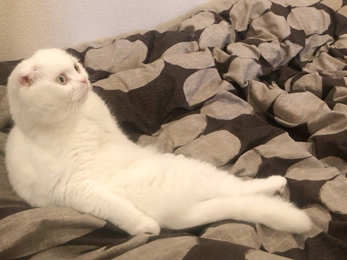 腰を曲げて座る猫