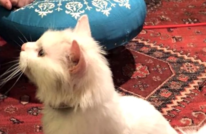 赤い絨毯の上に白猫