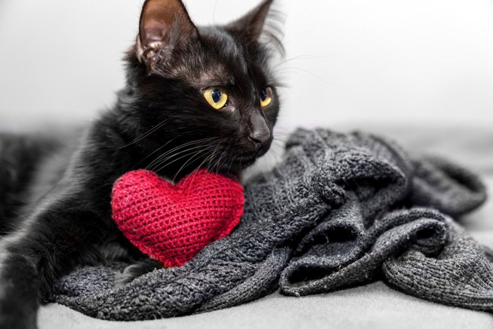 ハートを抱える黒猫