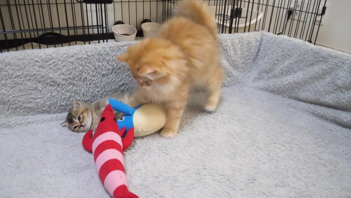 ぬいぐるみにじゃれつく兄猫