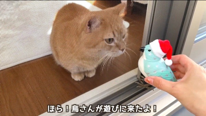 飼い主が持つ鳥のおもちゃに顔を近づける茶トラ猫