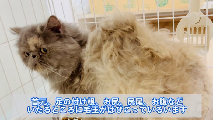 ケージの中のエキゾチックロングヘア