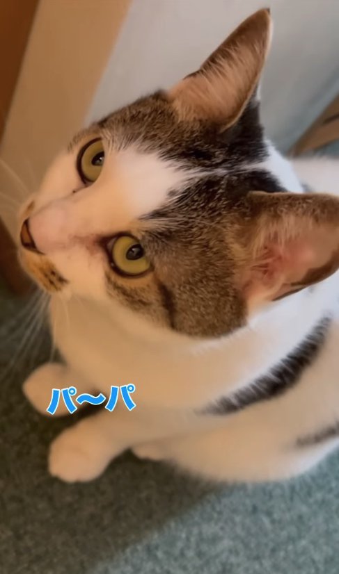 カーペットの上に座って斜め左上を見上げるキジ白