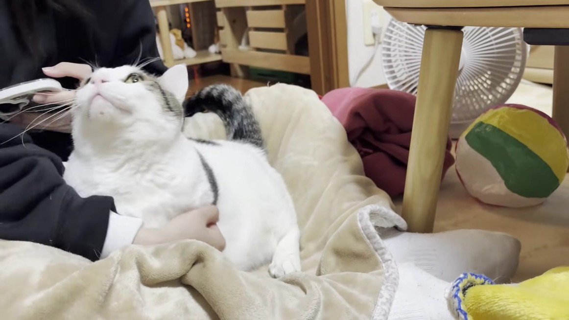 娘さんを見上げる豆大福さん