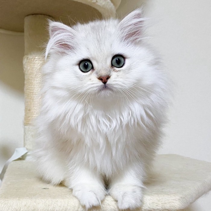 カメラ目線の子猫