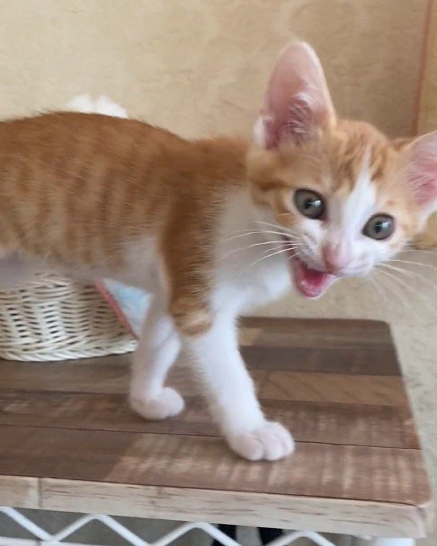 歩きながら返事をする猫