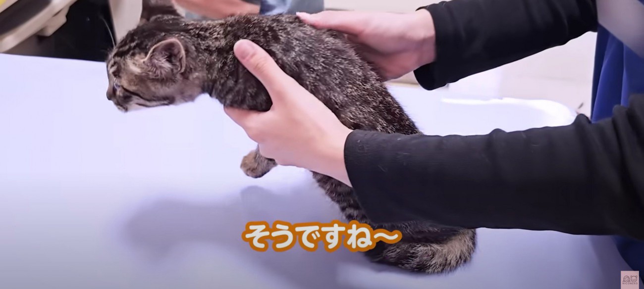 診察台の上にいる子猫