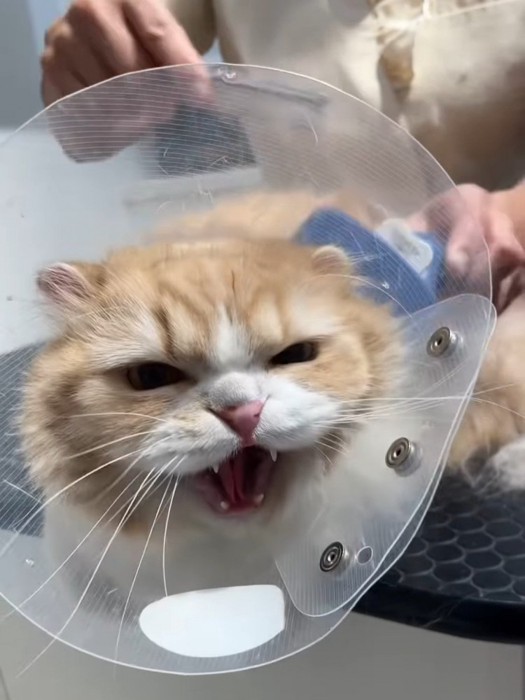 カメラに向かって威嚇する猫