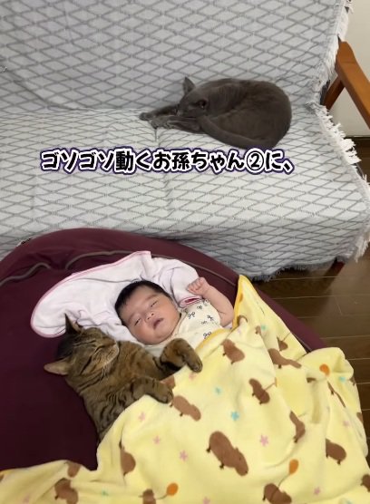 赤ちゃんと一緒の布団で寝る猫