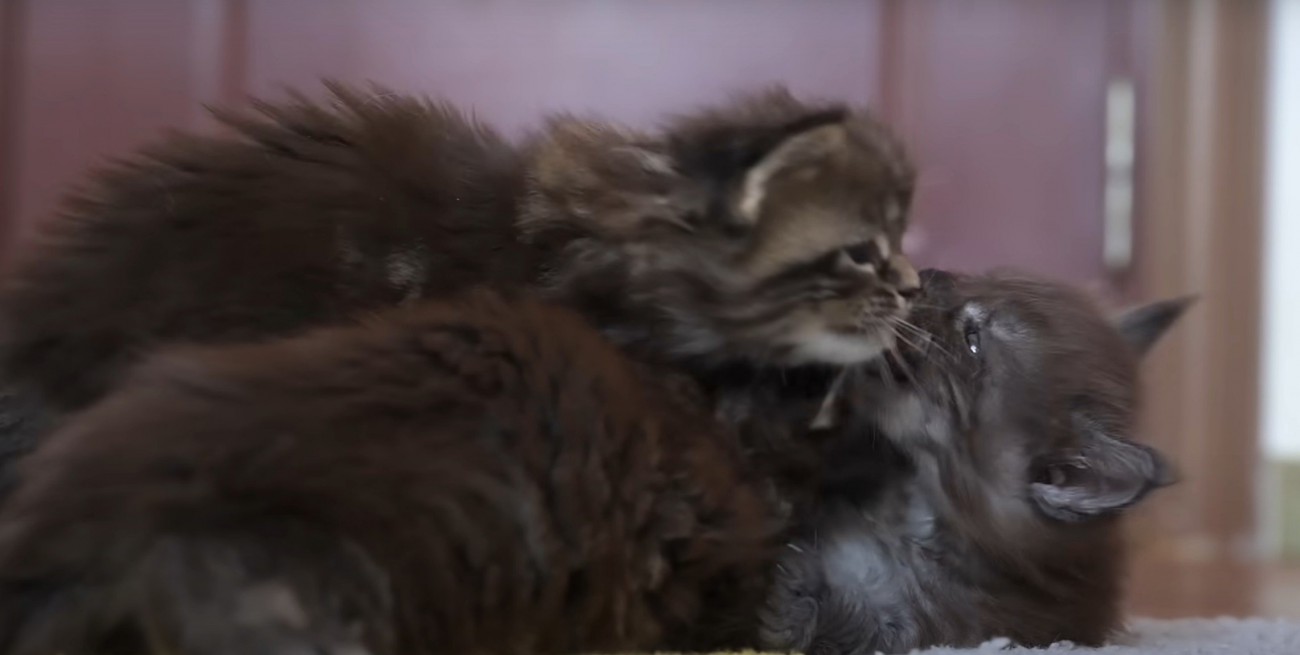 じゃれ合う子猫