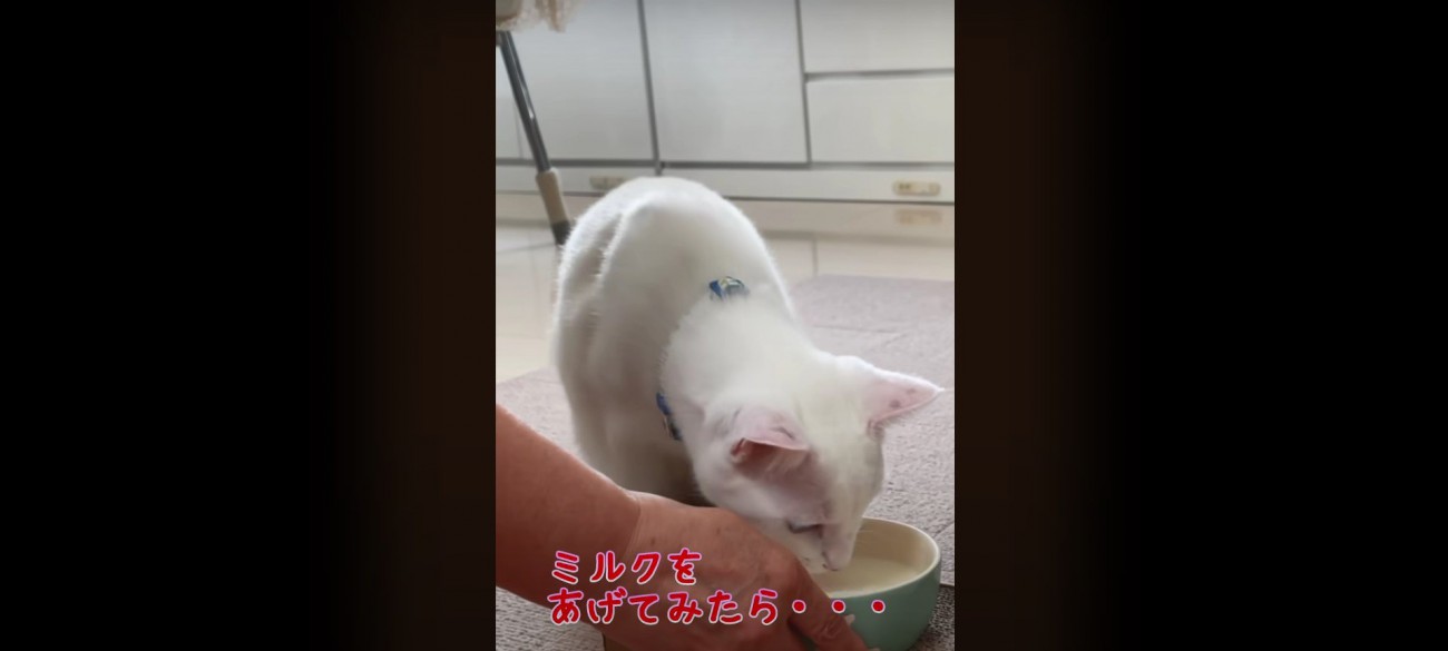 ミルクを飲む猫
