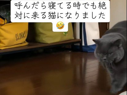 歩く猫