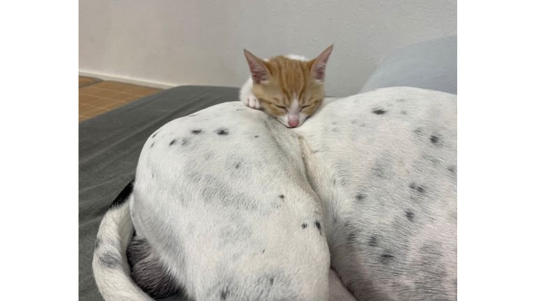 猫と犬