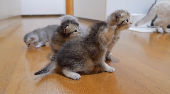 立ち去るパパ猫と見つめる子猫たち