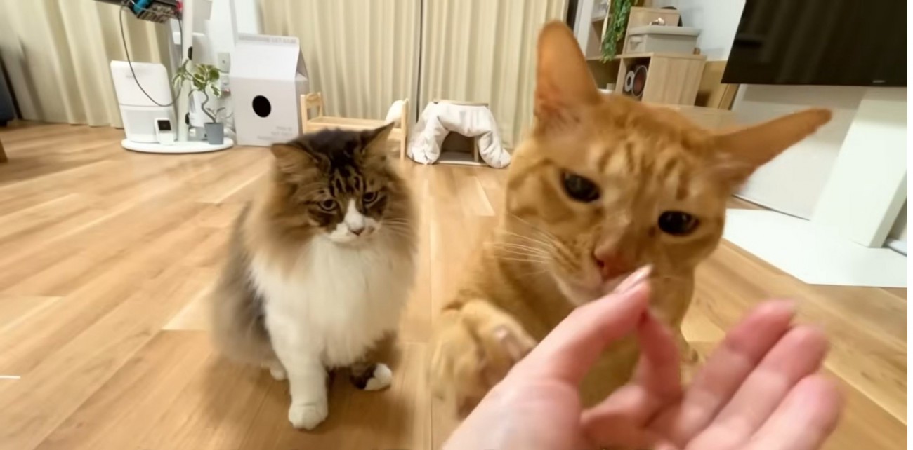 飼い主さんの手に前足を置くまるとらさん