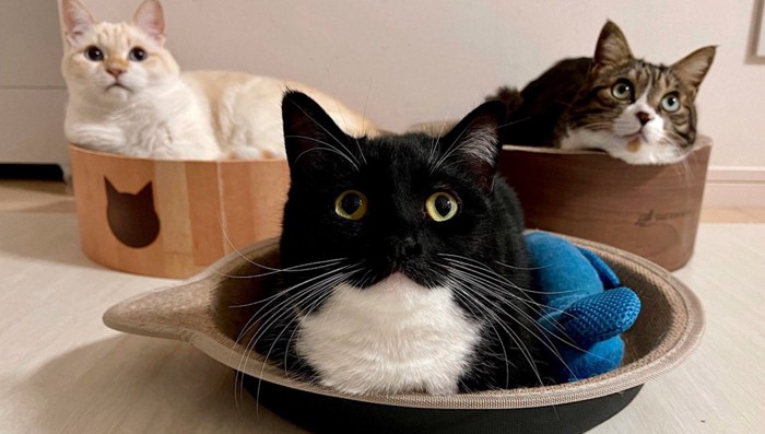 猫3匹