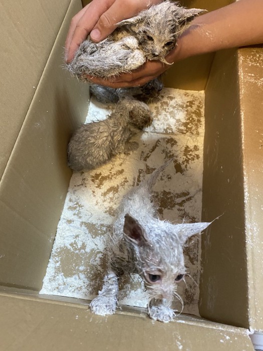 小麦粉で白くなった子猫たち
