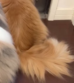 右の猫の体から尻尾